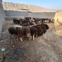 بره نر