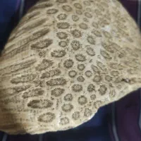 فسیل
