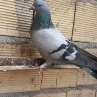 سبز گچی|پرنده|شهرکرد, |دیوار