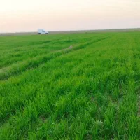 زمین کشاورزی زراعی در هویزه