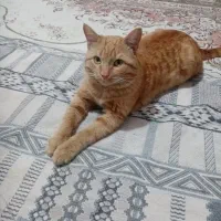 گربه|گربه|سبزوار, توحیدشهر|دیوار