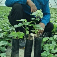 نهال موندراپ درجه یک قیمت از100تا15