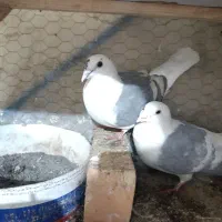 کفتر یک جفت گراف ترکه سفید کارخانه