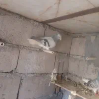 دم سفید|پرنده|گنبکی, |دیوار
