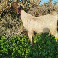 بز نژدی|حیوانات مزرعه|دزفول, |دیوار