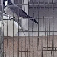 عروس هلندی ،قناری