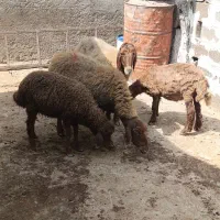 میش افشار
