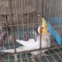 عروس هلندی ماده