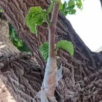 باغ داریو کشاورزی