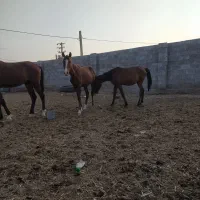 اسب