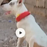 توله ماده فروشی