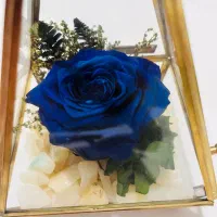 گل رز جاودان آبی برند روبینا رز