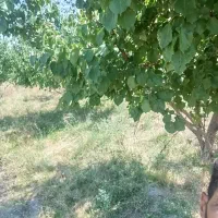 باغ درختان هفت سال