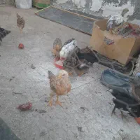 جوجه