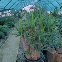 گلخانه ابریشم