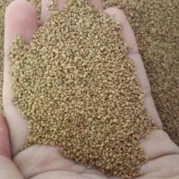 بذر یونجه بوجاری شده