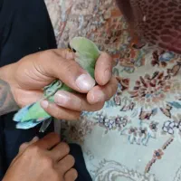 عروس نروماده،جوجه برزیلی