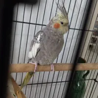 عروس هلندی ماده با قفس وکلیه لوازم