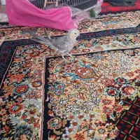 عروس هلندی