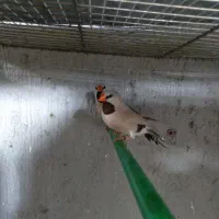 فنچ کراواتی. فنچ. مرغ عشق. مرغ عشق پروانه ای