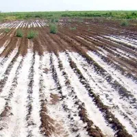 خاکت رو اصلاح کن - با خاک شوری چیزی جذب نمیشه