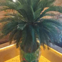 گیاه سیکاس