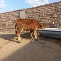 گوساله