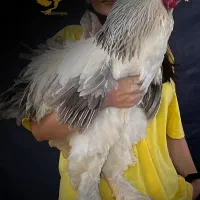 مرغ و خروس زینتی برهما غول