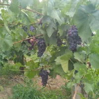 فروش-باغ-در-بسطام