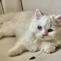 فروش گربه