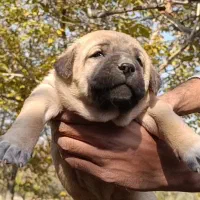 تو*له سگ**سرابی* اصیل