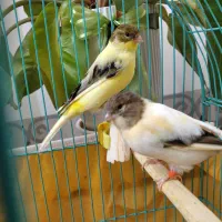 قناری نر و ماده