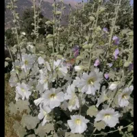 گل ختمی