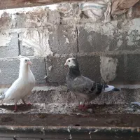۱ جفت کبوتر کفتر جوجه کلاهدار نوک کوتاه پرشی