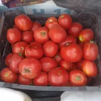 گوجه ربی درجه 1