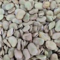 ۸۰۰ کیلو باقلا با بهترین  کیفیت