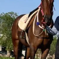 اسب دوخون به نام مونوپالر
