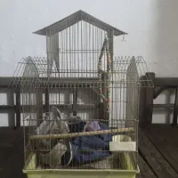 قفس|لوازم جانبی حیوانات|مشهد, ارشاد|دیوار