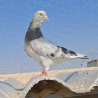 کفتر کبوتر کپکی