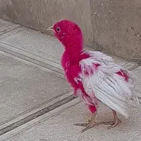 جوجه خروس