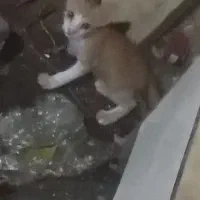 بچه گربه