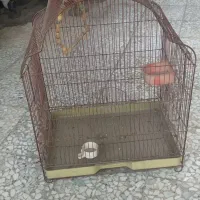 قفس برای پرنده