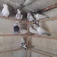 کبوتر (کفتر) پرشی
