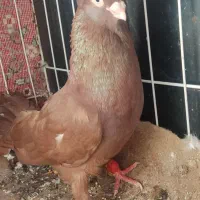 صرب سرخ|پرنده|امیدیه, |دیوار