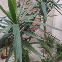 گل یوکا وگل آلوورا