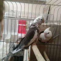 یک جفت عروس مولد با دو جوجه