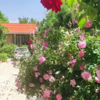 فروش باغ ثمری 1000متری