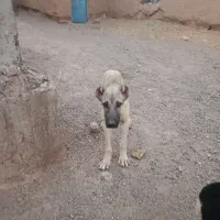 یا عدم سگ ماده اصل دار