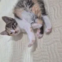 گربه ماده سه ماهه