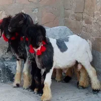 کله سیاه داشتی
